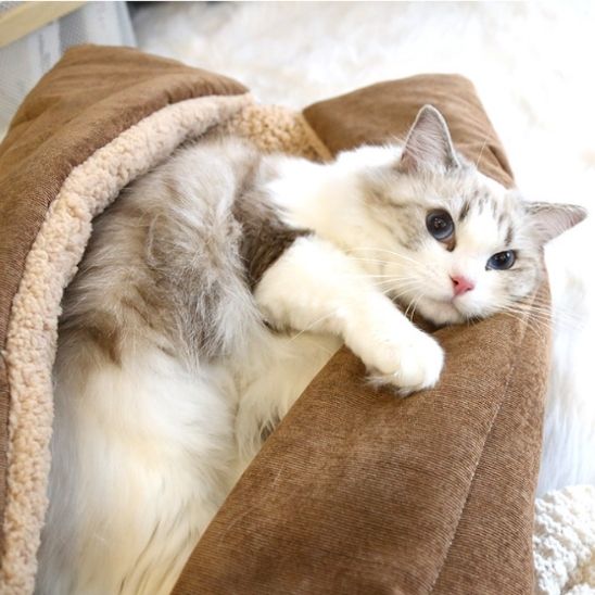 Panier pour chat