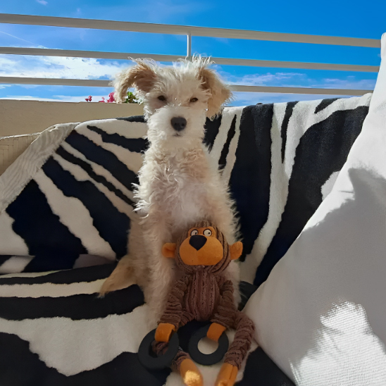 chien blanc tient Peluche pour chien entre ses pattes sur couverture sur balcon