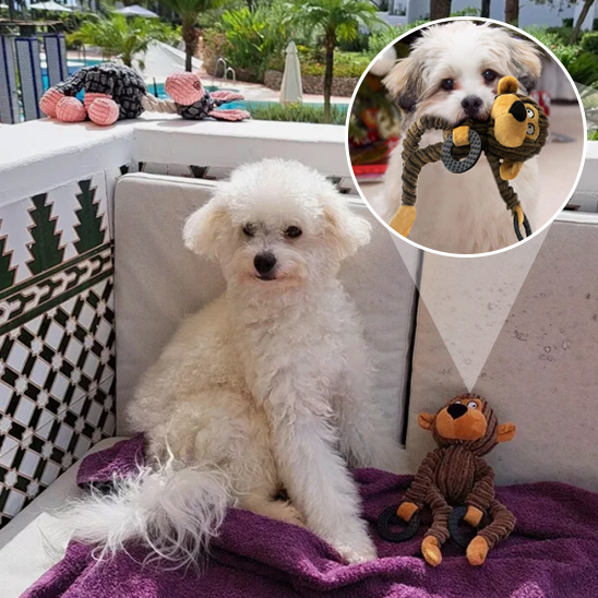 caniche blanc assis près de Peluche pour chien sur balcon