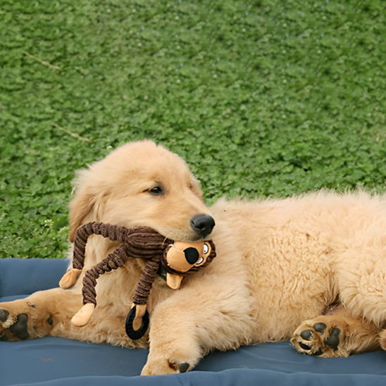 chiot golden retriever mâchouille Peluche pour chien sur la pelouse sur couverture
