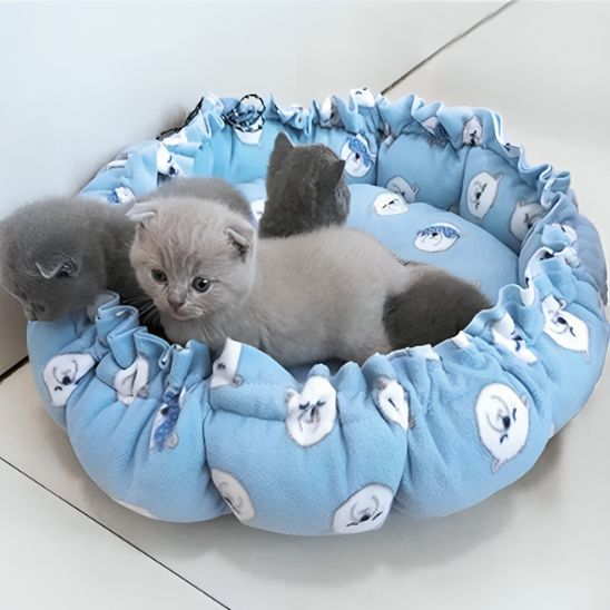 coussin chat