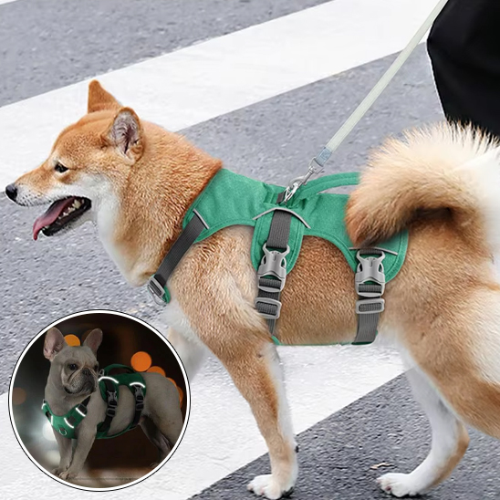 Harnais pour chien