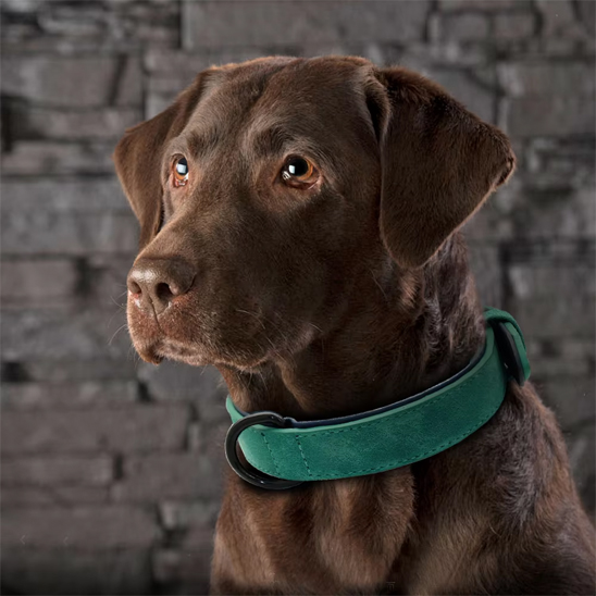 Collier chien chien portant collier vert émeraude