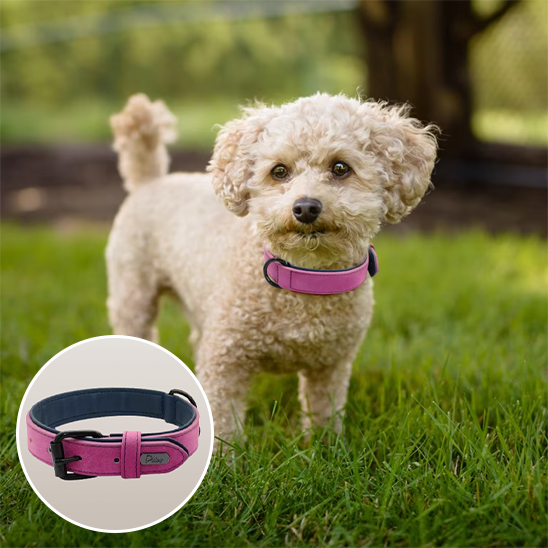 Collier chien bichon portant un collier rose fushia