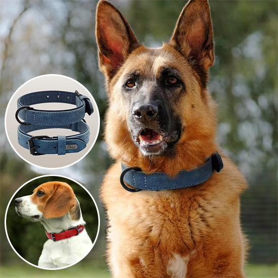 Collier chien grand berger portant un collier bleu en suède