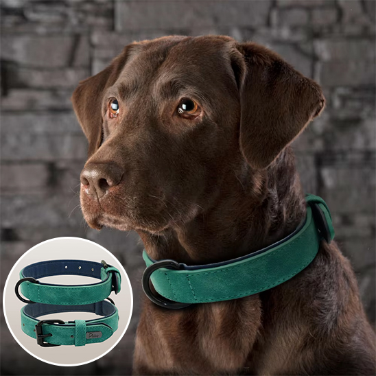 Collier chien labrador avec un collier vert