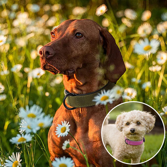 Collier chien chien de chasse portant fierement son collier vert