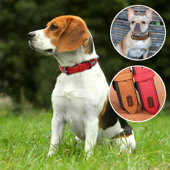 Collier chien chien beagel portant un collier rouge