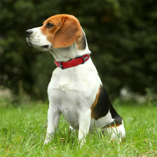 Collier chien rouge sur un beagel