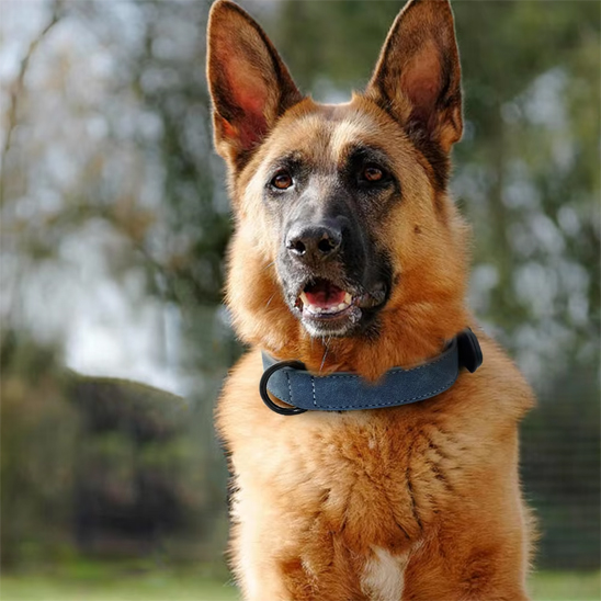 Collier chien bleu sur un berger allemand