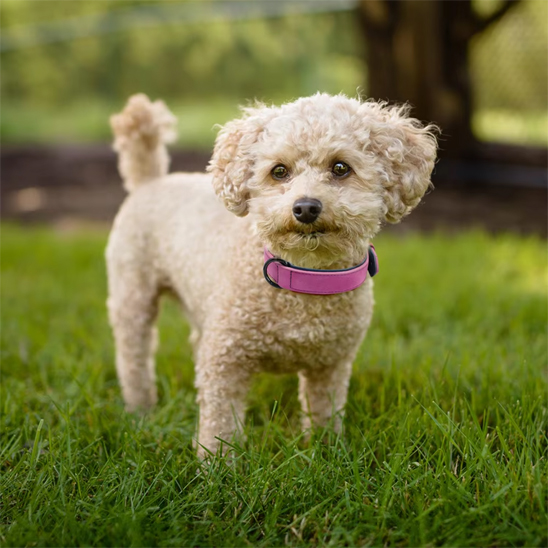 Collier chien chien portant fierement son collier rose
