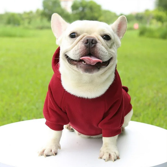 frenchie porte Pull pour chien rouge assis sur table blanche