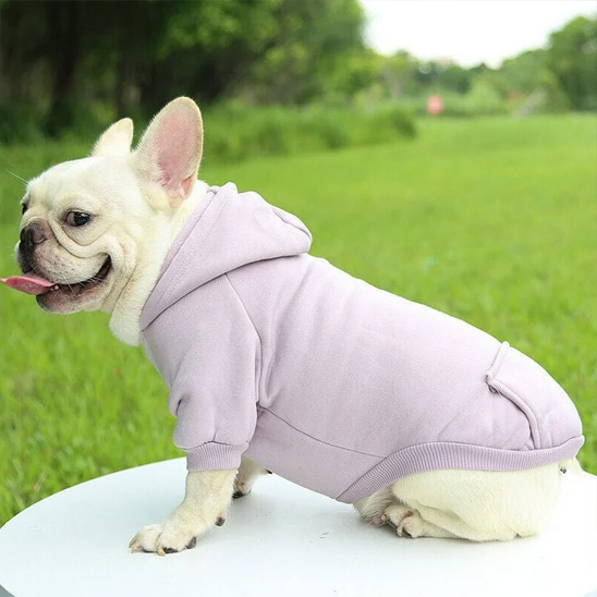 frenchie porte Pull pour chien assis sur table blanche