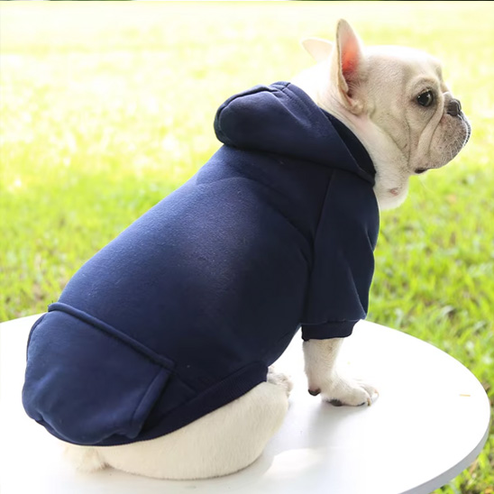 frenchie porte Pull pour chien bleu assis sur table