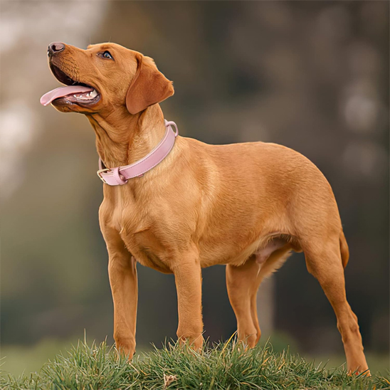 Collier chien grand chien portant collier bien ajuster