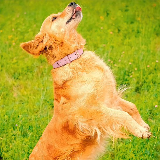 Collier chien golden retriver avec extra grand collier rose
