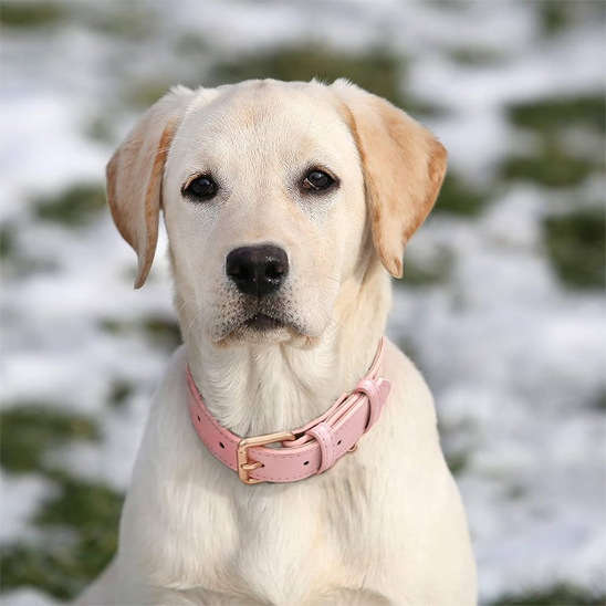 Collier chien Cuir véritable souple et résistant pour un confort optimal au quotidien