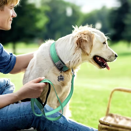 Collier chien labrador blond avec son beau collier vert