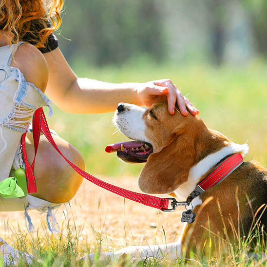 Collier chien beagle en promenade avec son collier rouge