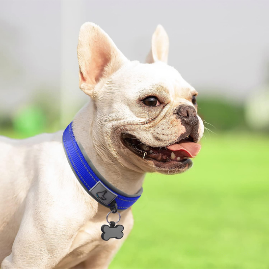 Collier chien pog montrant fièrement son collier bleu