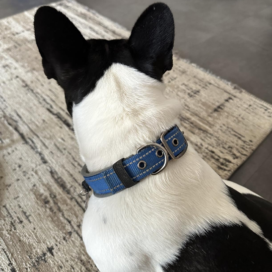 Collier chien démonstration du collier bleu sur un chien noir et blanc