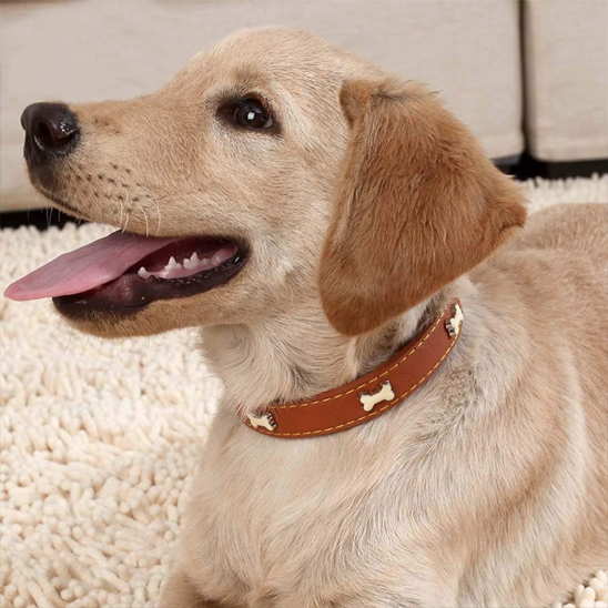 Collier pour chien Labrador blond protant un collier brun en cuir