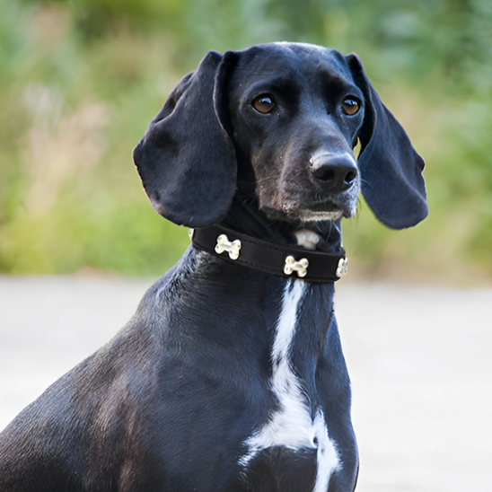 Collier pour chien chien noir portant un grand collier noir avec des os