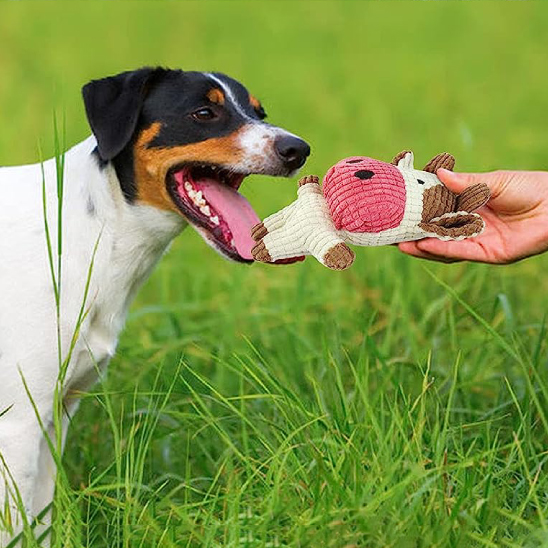 chien blanc et noir joue avec Peluche pour chien sur pelouse