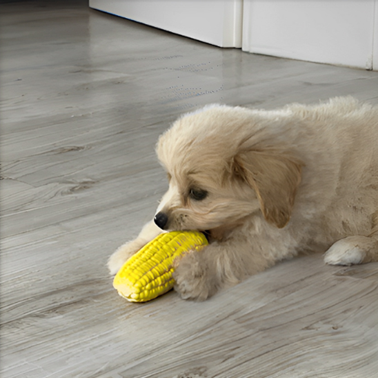 Jouet chien Mais interieur