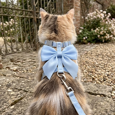 Chat roux de dos portant un harnais pour chat bleu ciel avec grand nœud papillon et laisse sur une terrasse