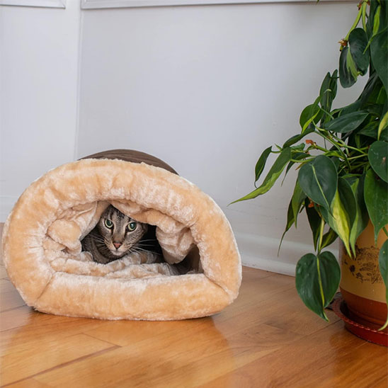 Panier Chat