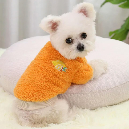 bichon maltais porte Pull pour Chien orange assis sur surface blanche