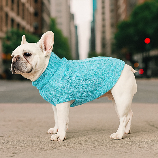 frenchie porte Pull chien bleu debout dans la rue