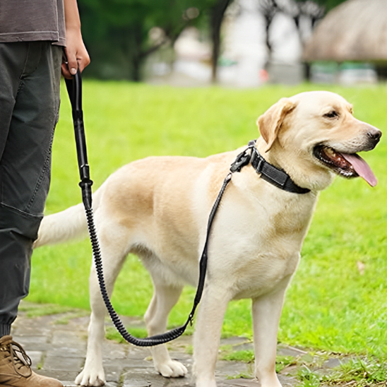Laisse pour chien • JappyPatteLibre™: Poignée ergonomique rembourrée
