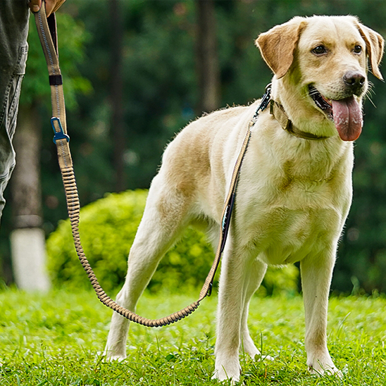 Laisse pour chien • JappyPatteLibre™: Réflecteurs intégrés