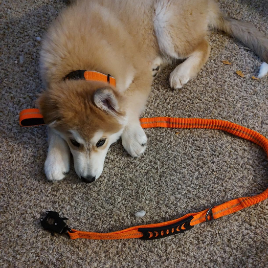 Laisse pour chien • JappyPatteLibre™:  Longueur ajustable