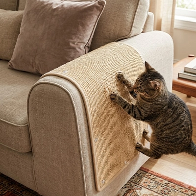 Protection canapé Chat