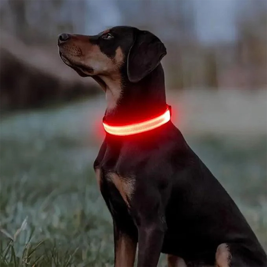Collier lumineux pour chien labernois portant fierement son collier lumineux