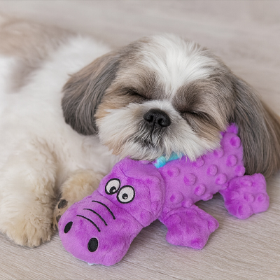 shi tzu dort avec Peluche Chien