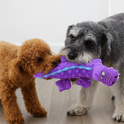 caniche brun et schnauser joue avec Peluche Chien