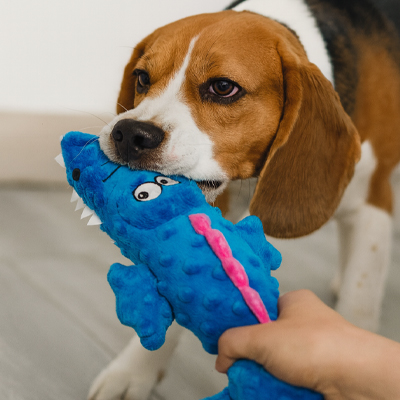 beagle tire sur Peluche Chien