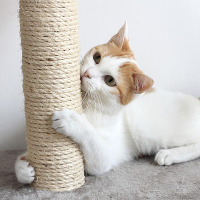 Corde pour arbre à chat