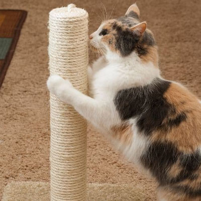 Corde pour arbre à chat