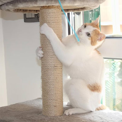 Corde pour arbre à chat