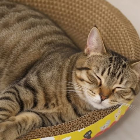 Griffoir en carton pour Chat