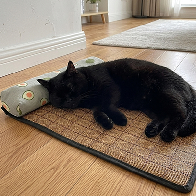 Lit chat de couleur vert avec avocat