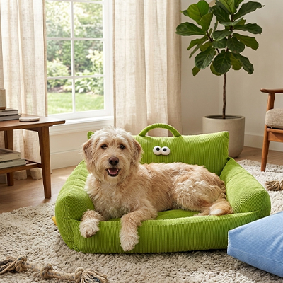 chien blond couché sur Canapé Chien