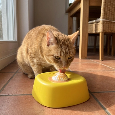 Gamelle anti glouton Chat et chat qui chat salle manger